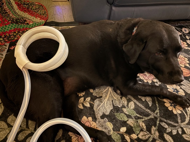 Senior dog relaxed during gentle PEMF therapy session - mobile pet wellness Sacramento