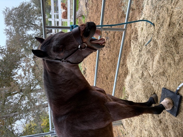 Horse receiving certified MagnaWave PEMF therapy session in Sacramento area barn - mobile service
